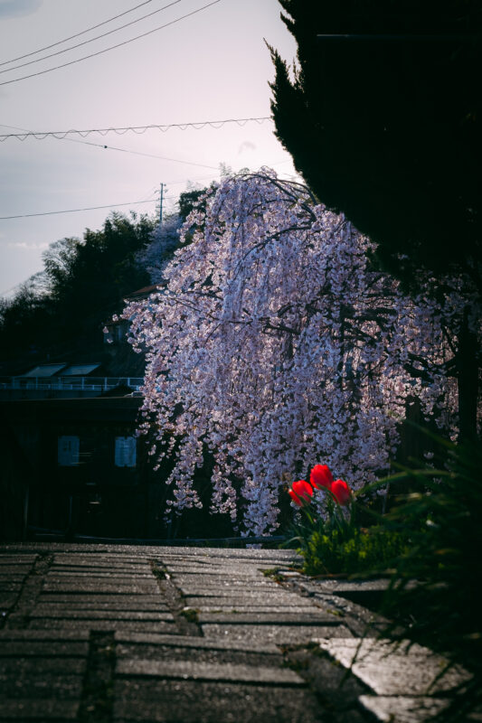 尾道の桜とチューリップ