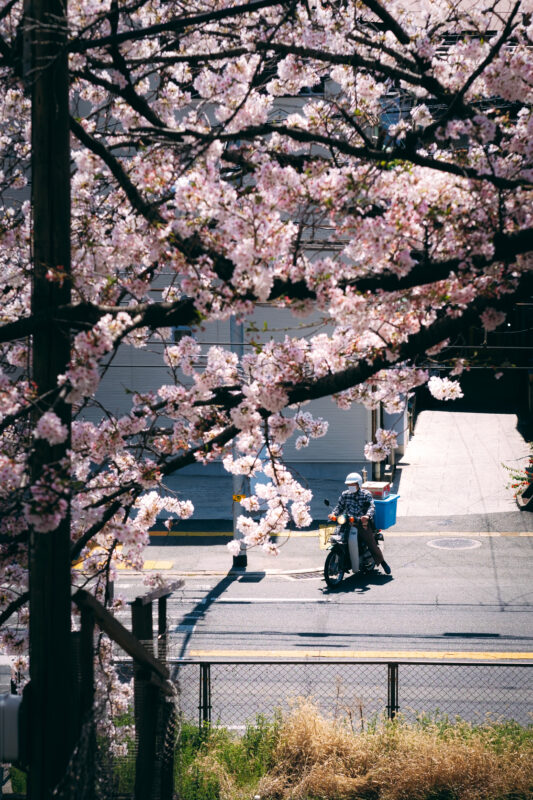 尾道の桜とバイク