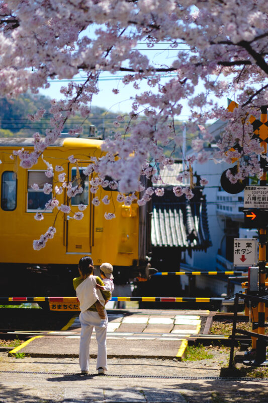 尾道の桜と電車