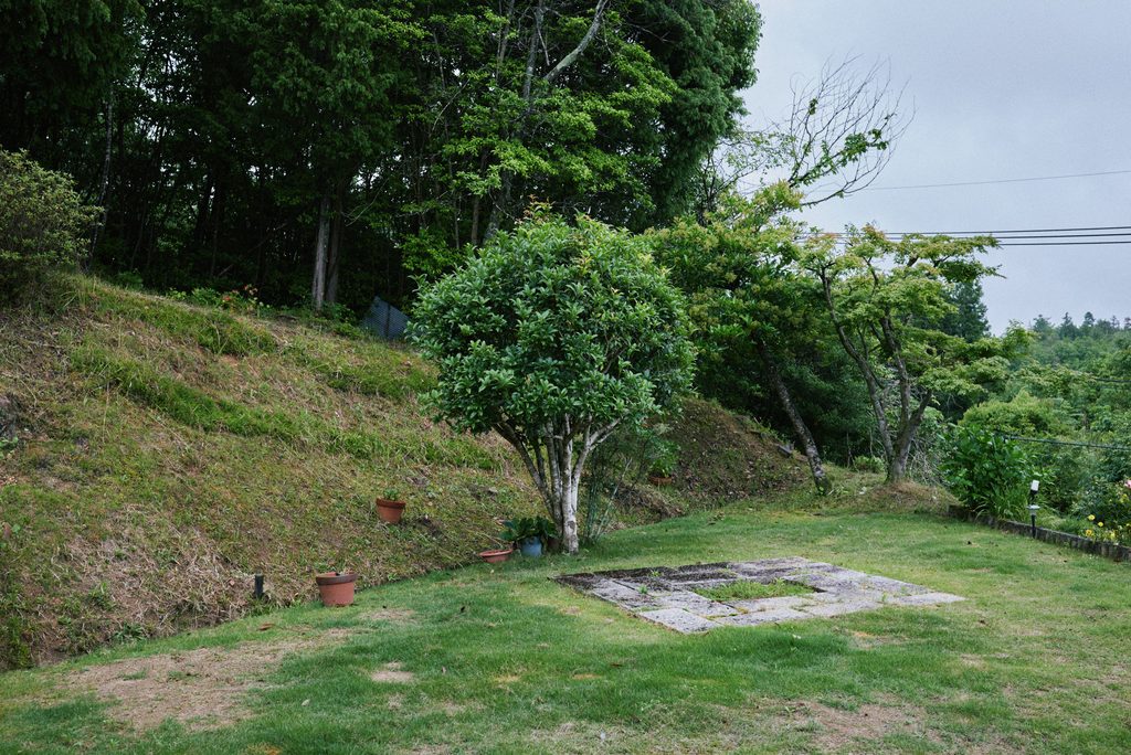 実家の庭の木。金木犀。